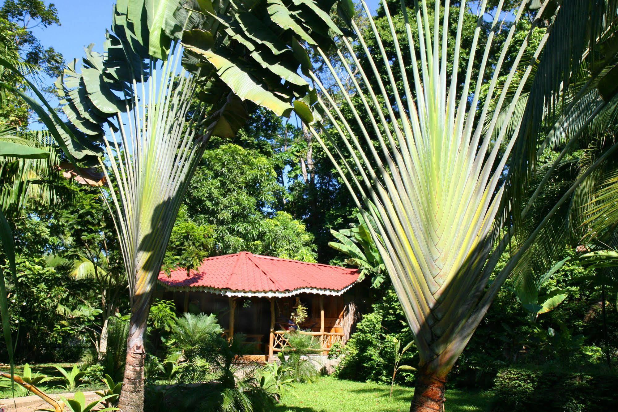 Hotel La Costa De Papito Puerto Viejo de Talamanca Exteriér fotografie